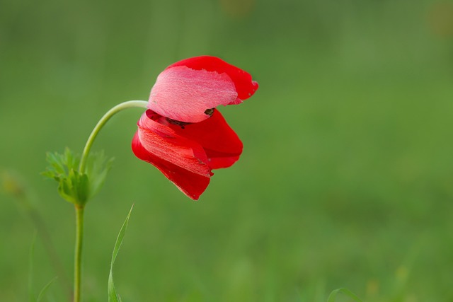 Free Beautiful Nature photo and picture