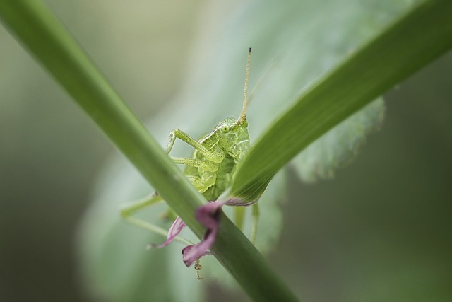 Free Insects Grasshopper photo and picture