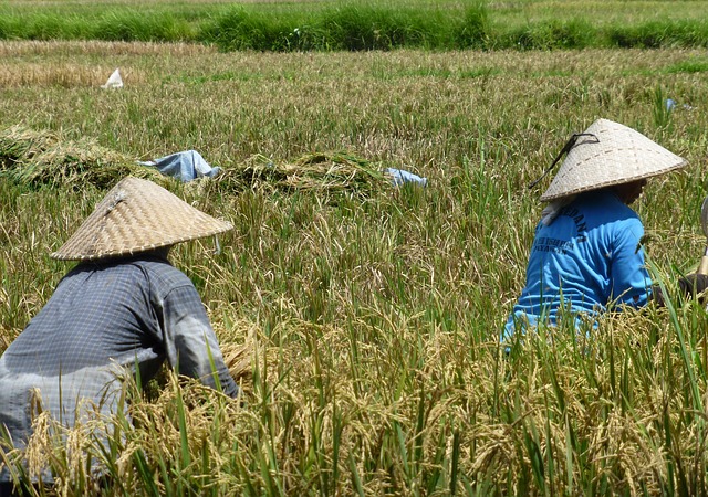 Bali, Reisfelder, Chinesisch, Hüte