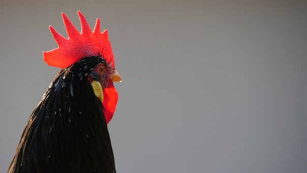 Βρύση, Μαύρος, Αυλή Αγροκτήματος
