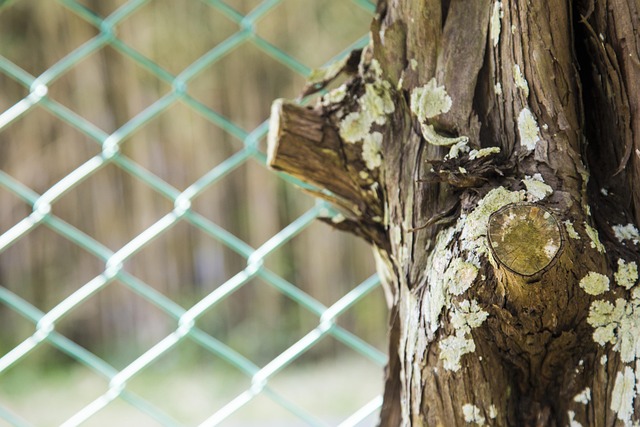 Free Wood Snare photo and picture