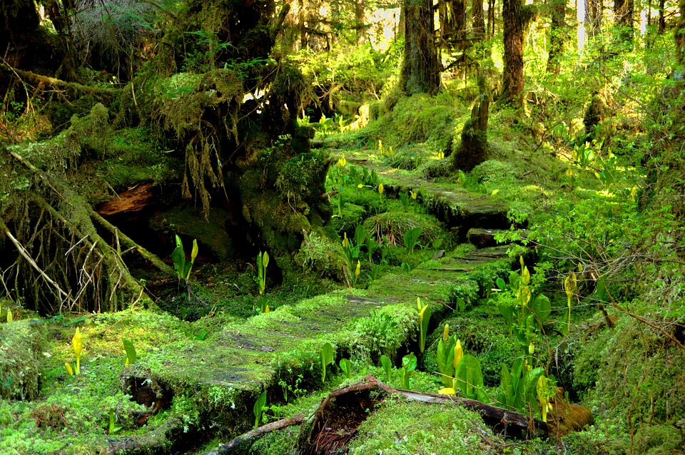 Free photo Moss Forest Trees Skunk Cabbage Free Image Free photo Moss Forest Trees Skunk Cabbage Free Image