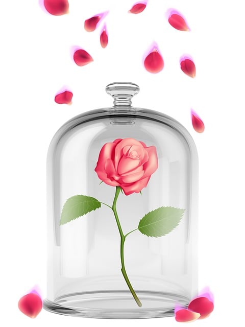 Rose, Blütenblatt, Blume, Glas, Natur
