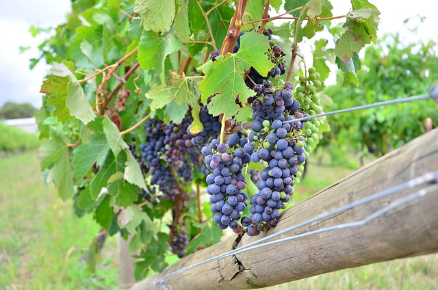 Free Grape Wine photo and picture