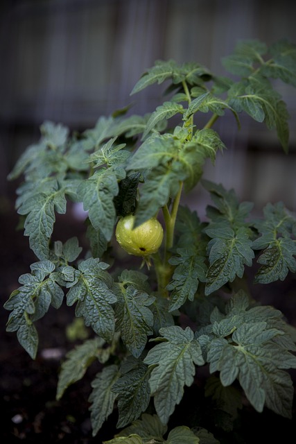 Tomate, Pflanze, Grün, Garten, Gemüse