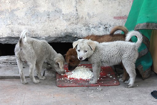 Free Homeless Puppy photo and picture