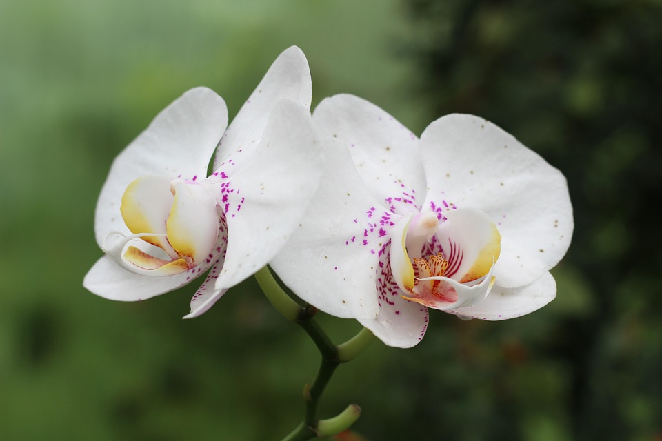 orkide blomster orkide blomster