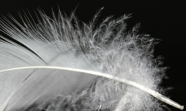 Feather Fluff White - Free photo on Pixabay