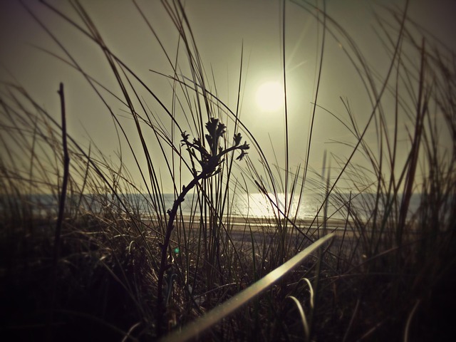 Free Sea Dune photo and picture