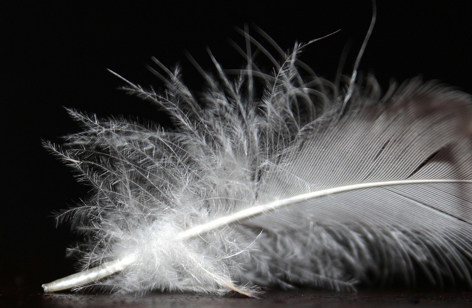 Feather Fluff White - Free photo on Pixabay