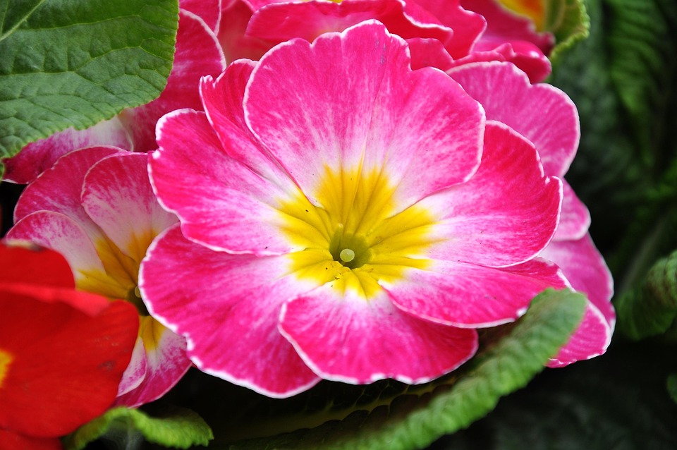 Photo Gratuite Primev re Fleurs De Printemps Image Gratuite Sur 