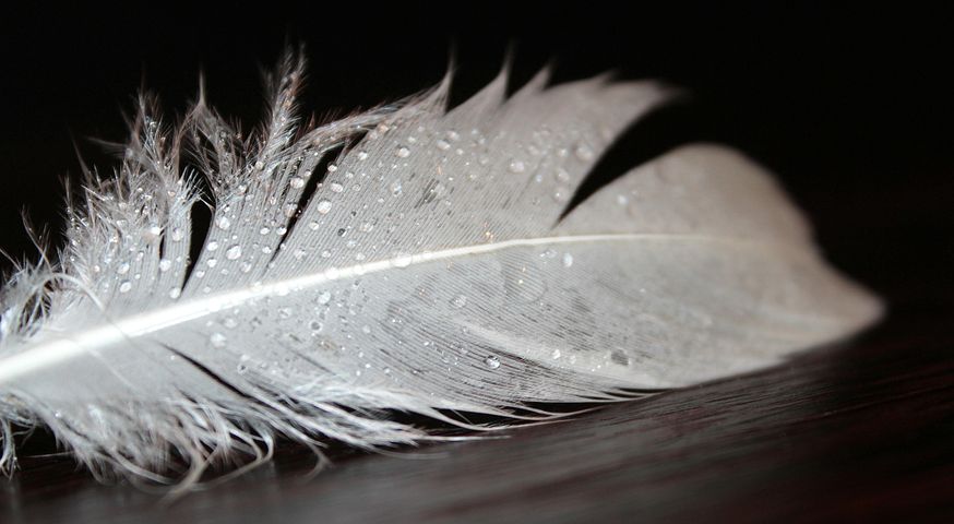 400+ kostenlose Vogelfedern und Feder-Bilder - Pixabay