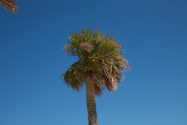 Free Palm Tree Summer photo and picture