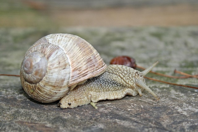 Free Snail Animal photo and picture