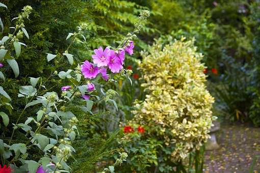 Free Flower Plant photo and picture