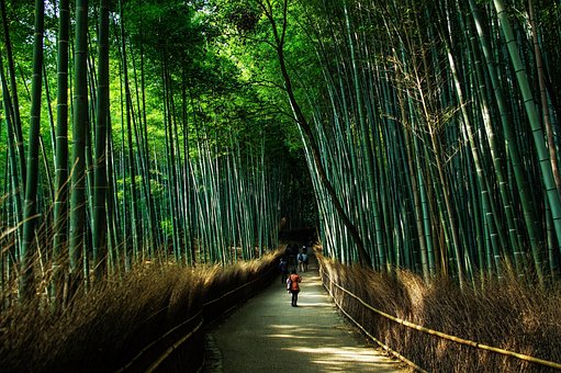 超过100 张关于 竹林 和 竹子 的免费图片 Pixabay