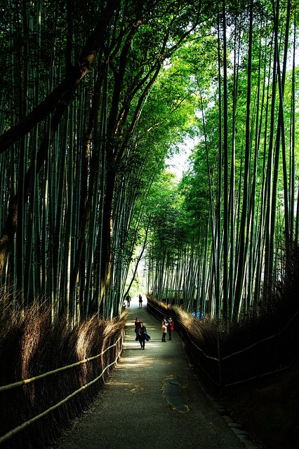 Kyoto, Japan, Natur, Bambus, Grøn