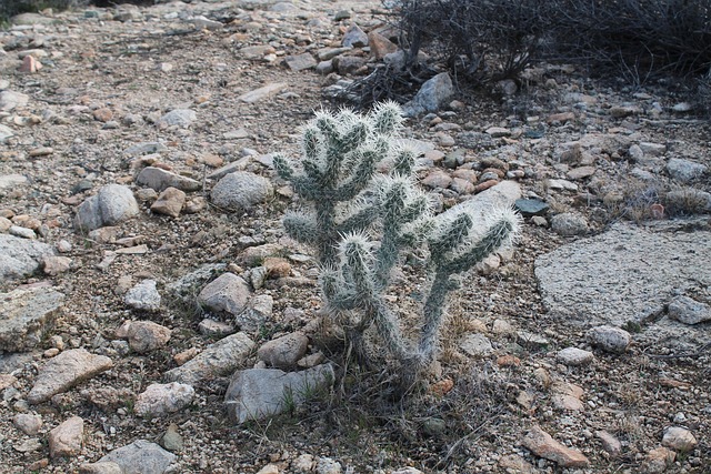Free Joshua Tree Joshua Tree National Park photo and picture