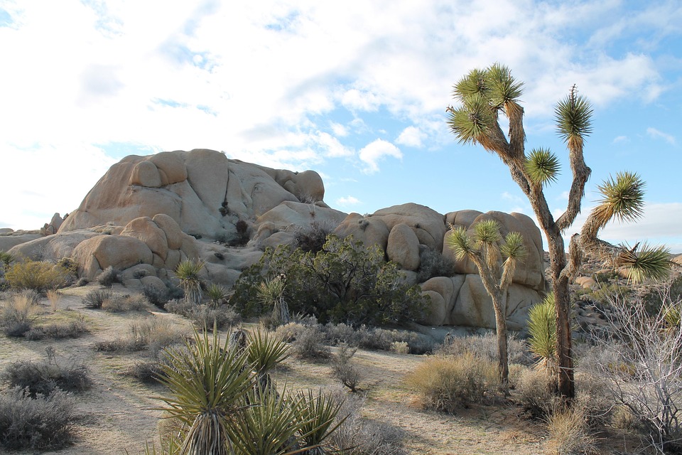 Joshua Tree National Park Desert · Free photo on Pixabay