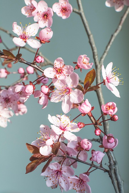 Primavera, Flor, Naturaleza