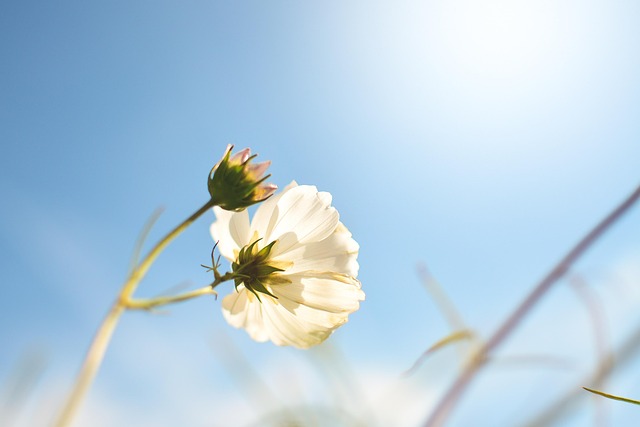 Primavera, Hermosas Flores