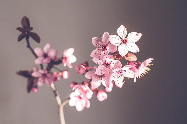 Flores De Primavera, Púrpura