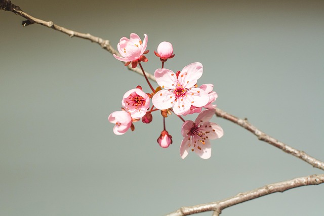 Flor, Flor De Primavera, Primavera