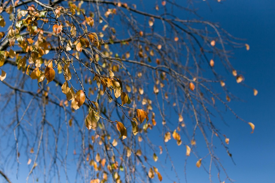 Tree Autumn Blue - Free photo on Pixabay