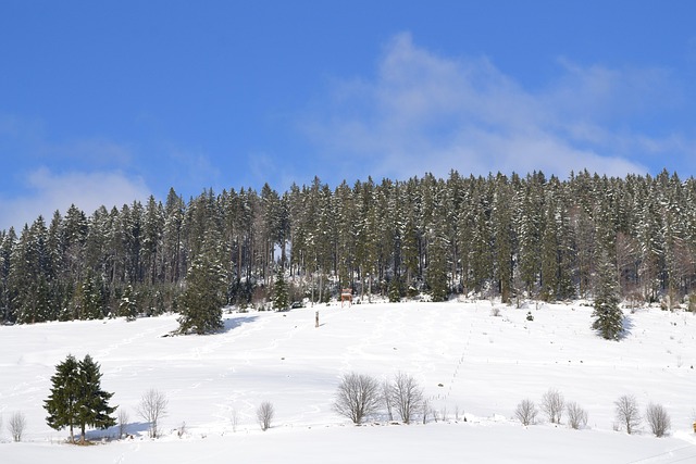 Free Winter Forest photo and picture