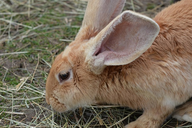 Free Rabbits Rabbit photo and picture