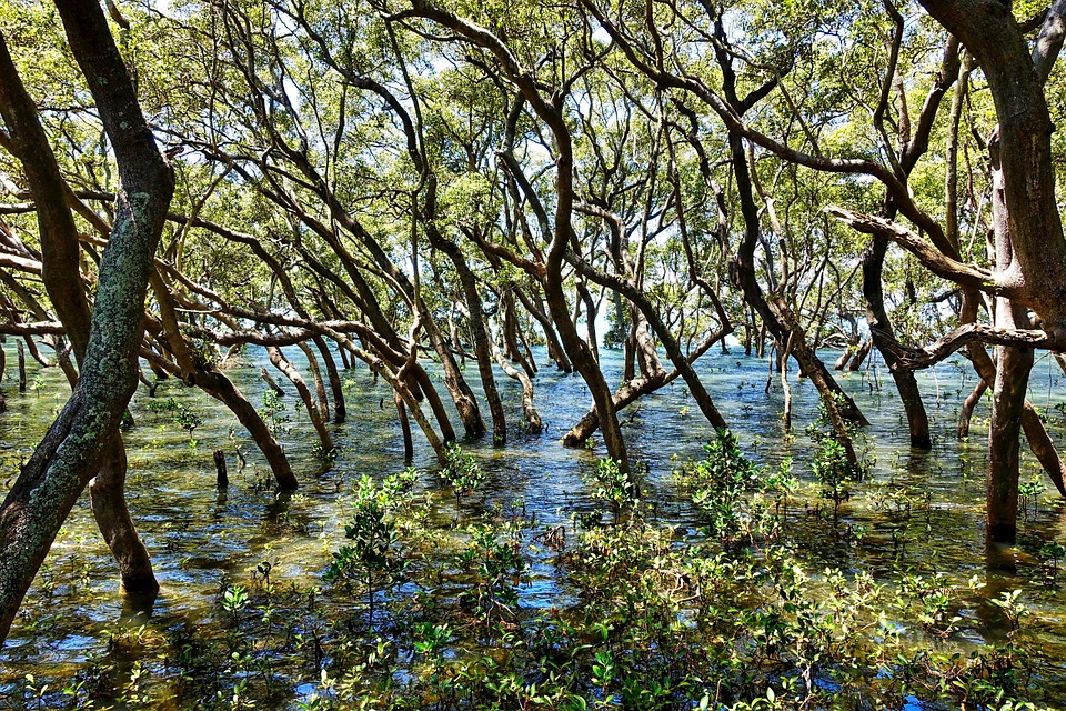 Trees Swamp Environment Free Photo On Pixabay