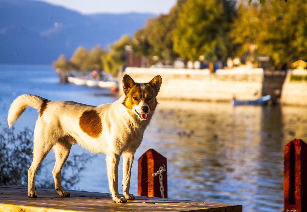 Metele Perro Perro Meta Mascota - Foto gratis en Pixabay - Pixabay