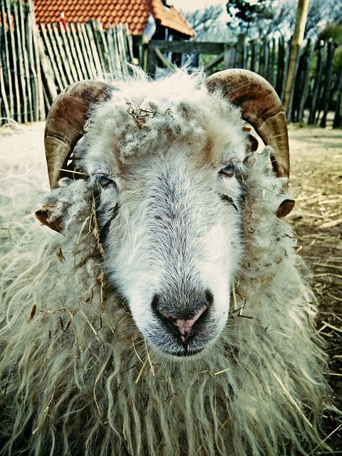 Free Sheep Farm photo and picture