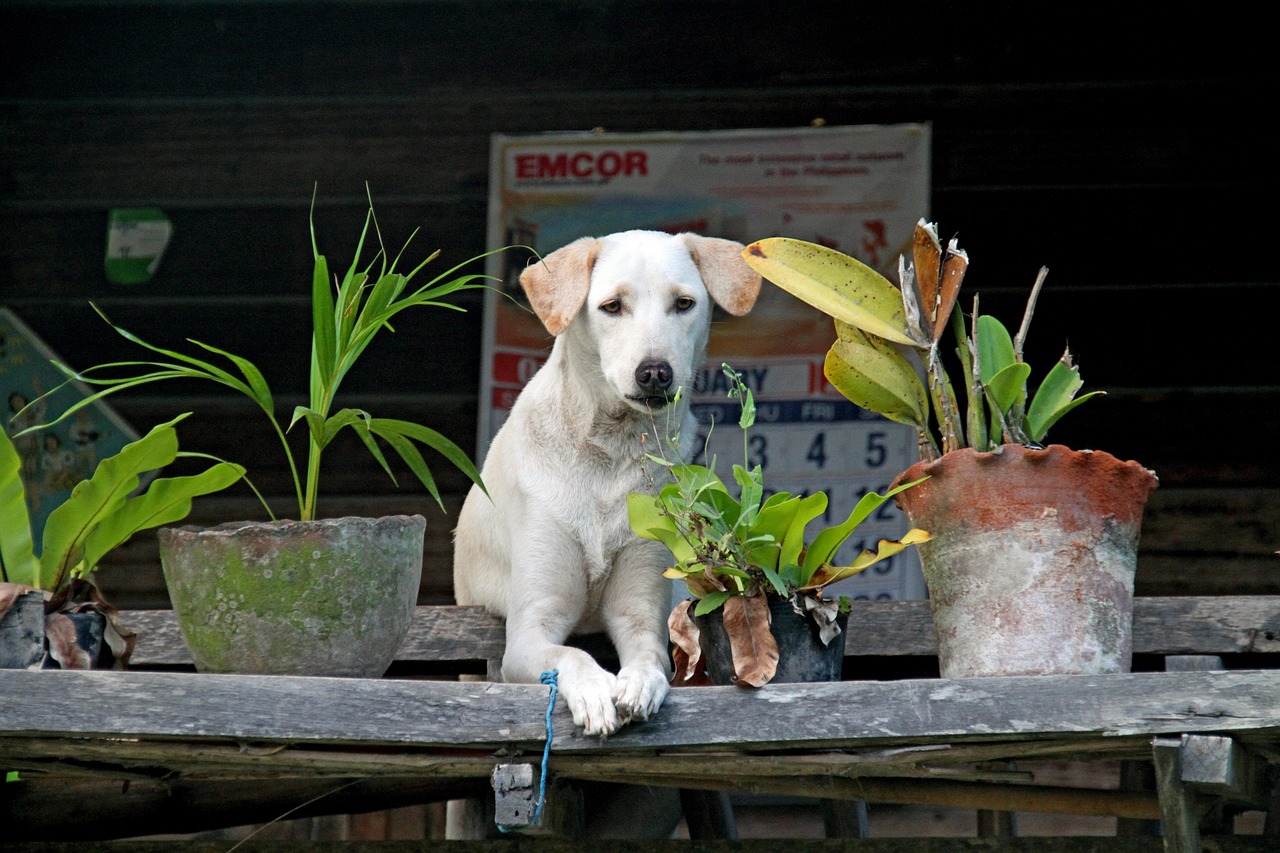 Dog - free online jigsaw puzzle photo