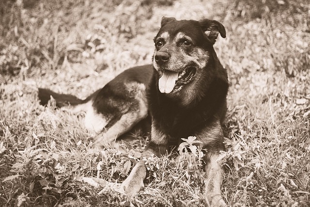 Free Dog Friend photo and picture
