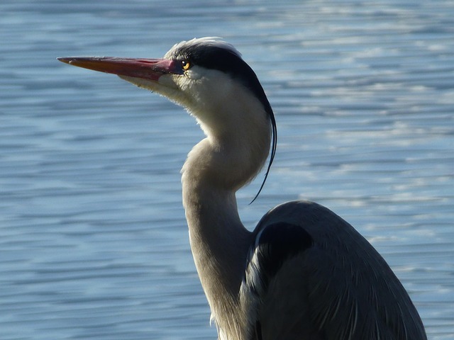 Reiher, Natur, Vogelkunde