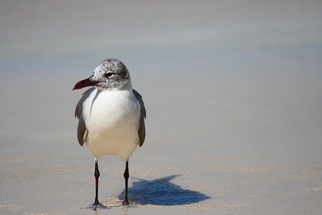 Free Bird Dove photo and picture
