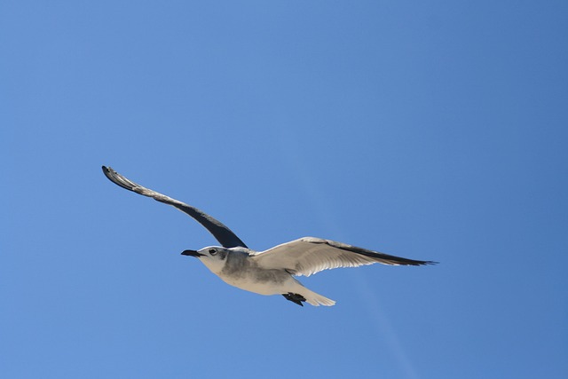 Free Flying Bird photo and picture