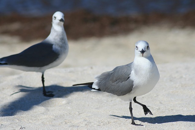 Free Birds Dove photo and picture