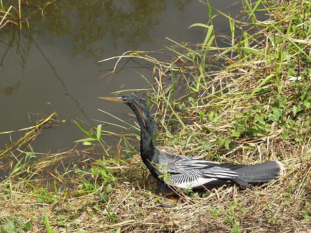 Anhinga, Pasăre De Șarpe, Darter