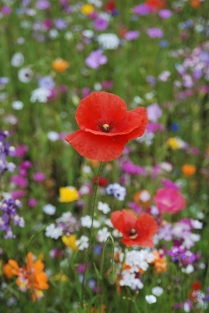 Valmue, Blomstereng, Valmue Blomst
