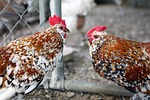 rooster, cockerel, bantam