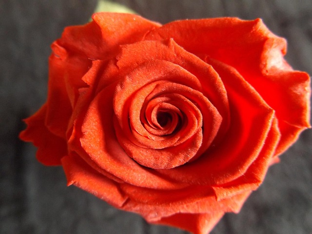 Free Red Rose Pink photo and picture