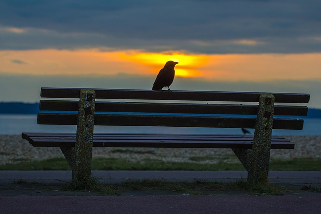 Free Lee On Solent Nature photo and picture