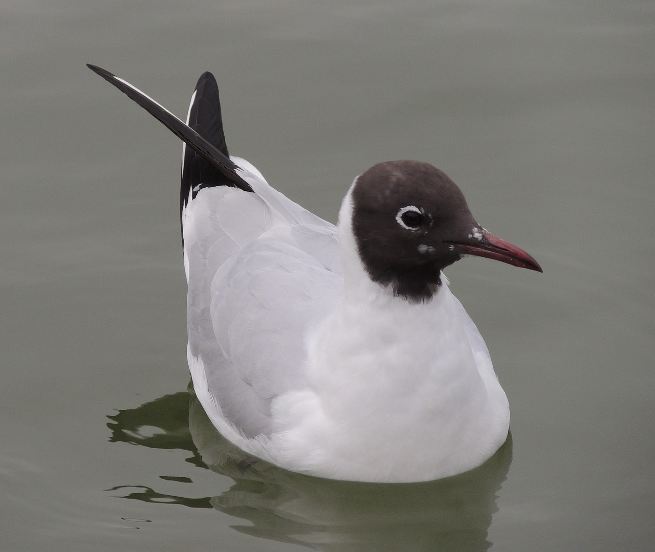 La Mouette De Bonaparte Photo gratuite sur Pixabay Pixabay