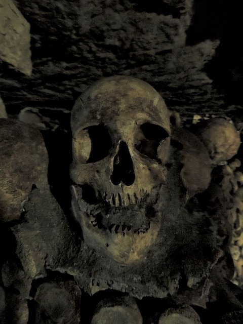 Free skull catacombs paris illustration