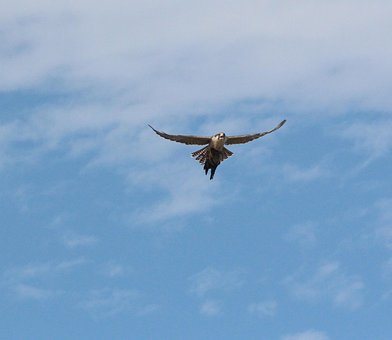 Free Bird Of Prey Bird photo and picture