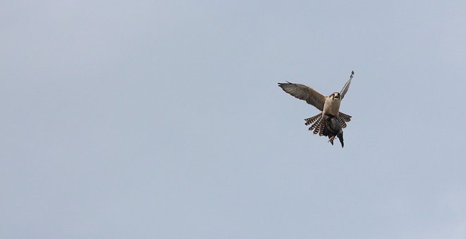 Free Bird Of Prey Nature photo and picture