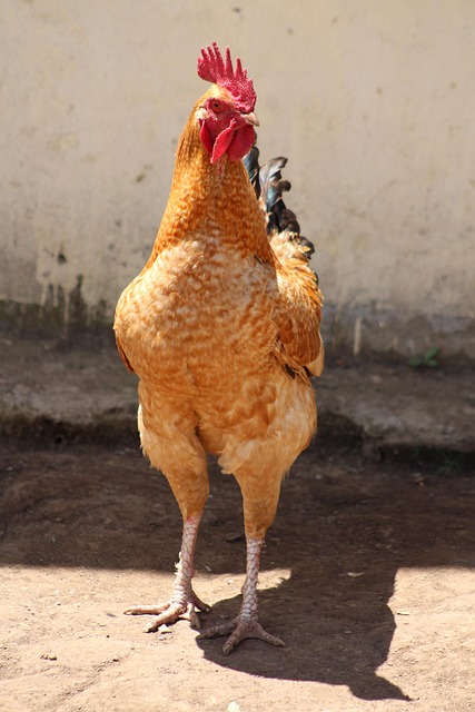 Free Chicken Farm photo and picture