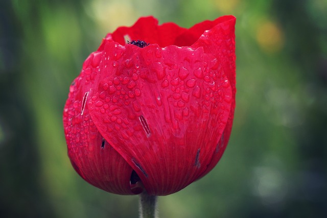 Free Poppy Flower photo and picture